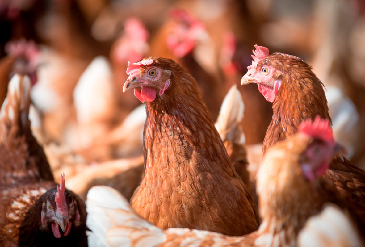 El Pollo Se Consolida Como La Carne Preferida De Los Mexicanos Alto Nivel