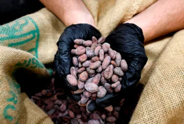 El chocolate se encarecerá: cacao, cerca de máximos históricos